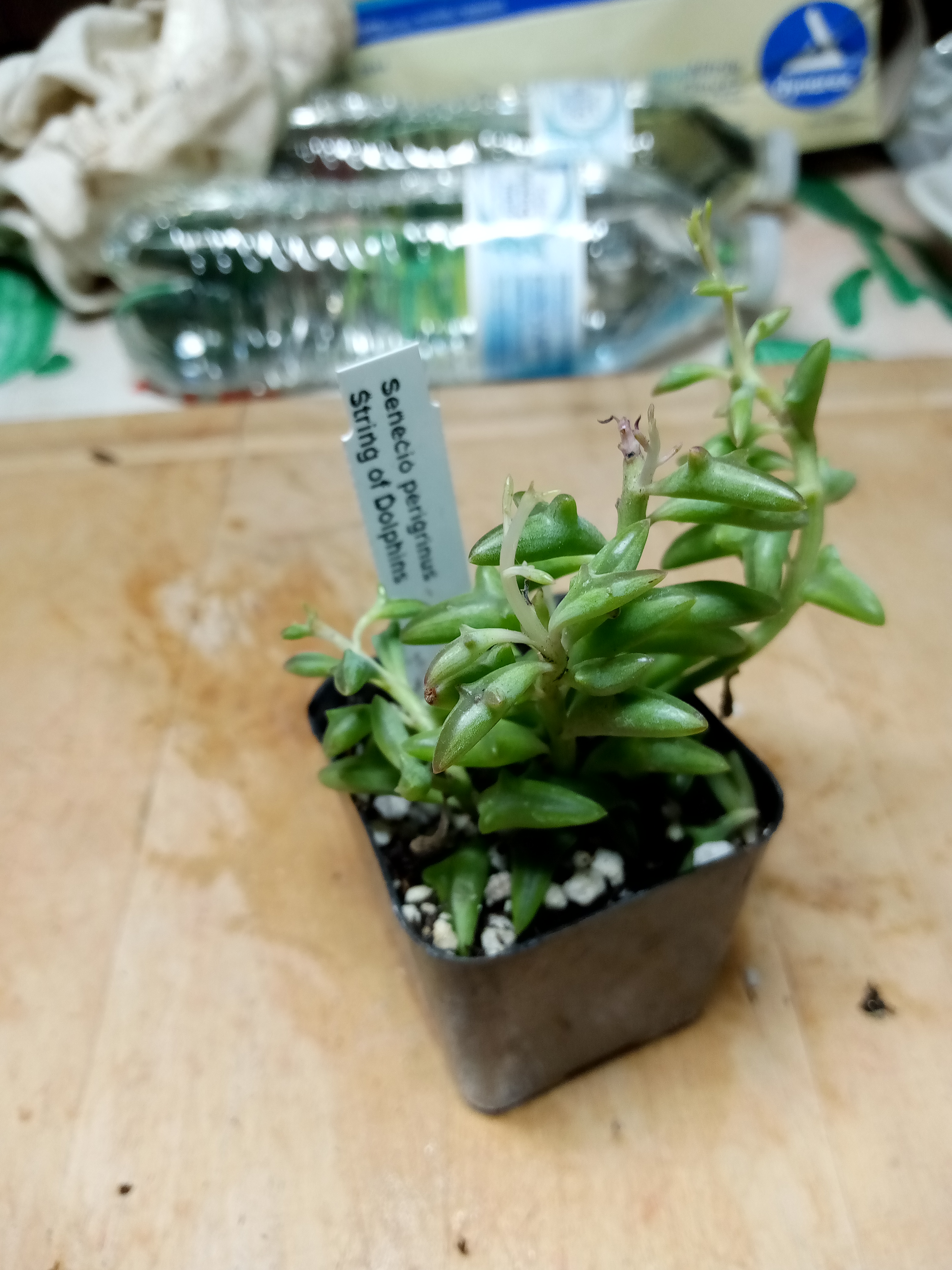 Senecio peregrinus - String of Dolphins.jpg